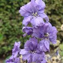 Delphinium ajacis 'Imperial melange' fleur